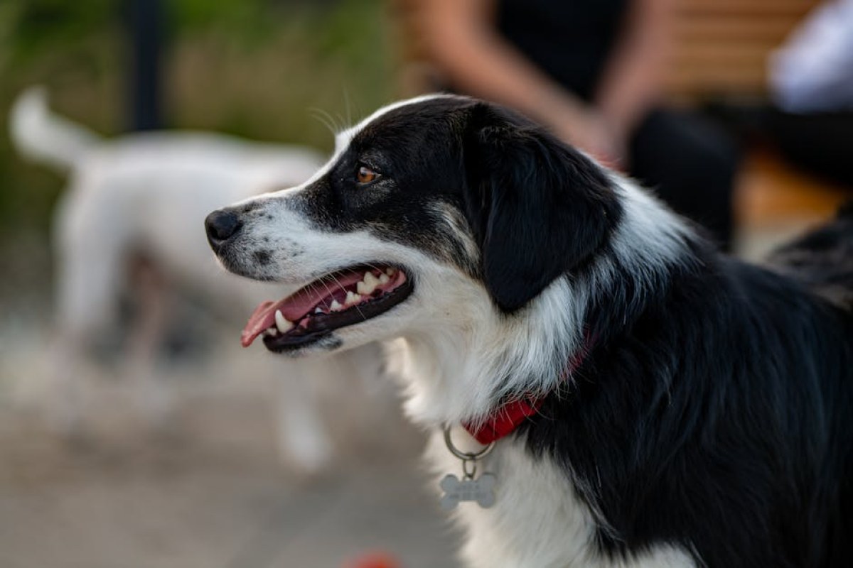 dog with tick prevention collar